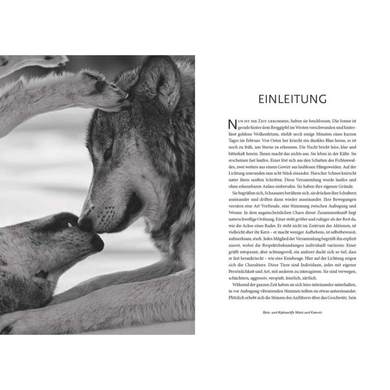 Das Geheime Wissen Der Wölfe - Sachbuch - Image 2