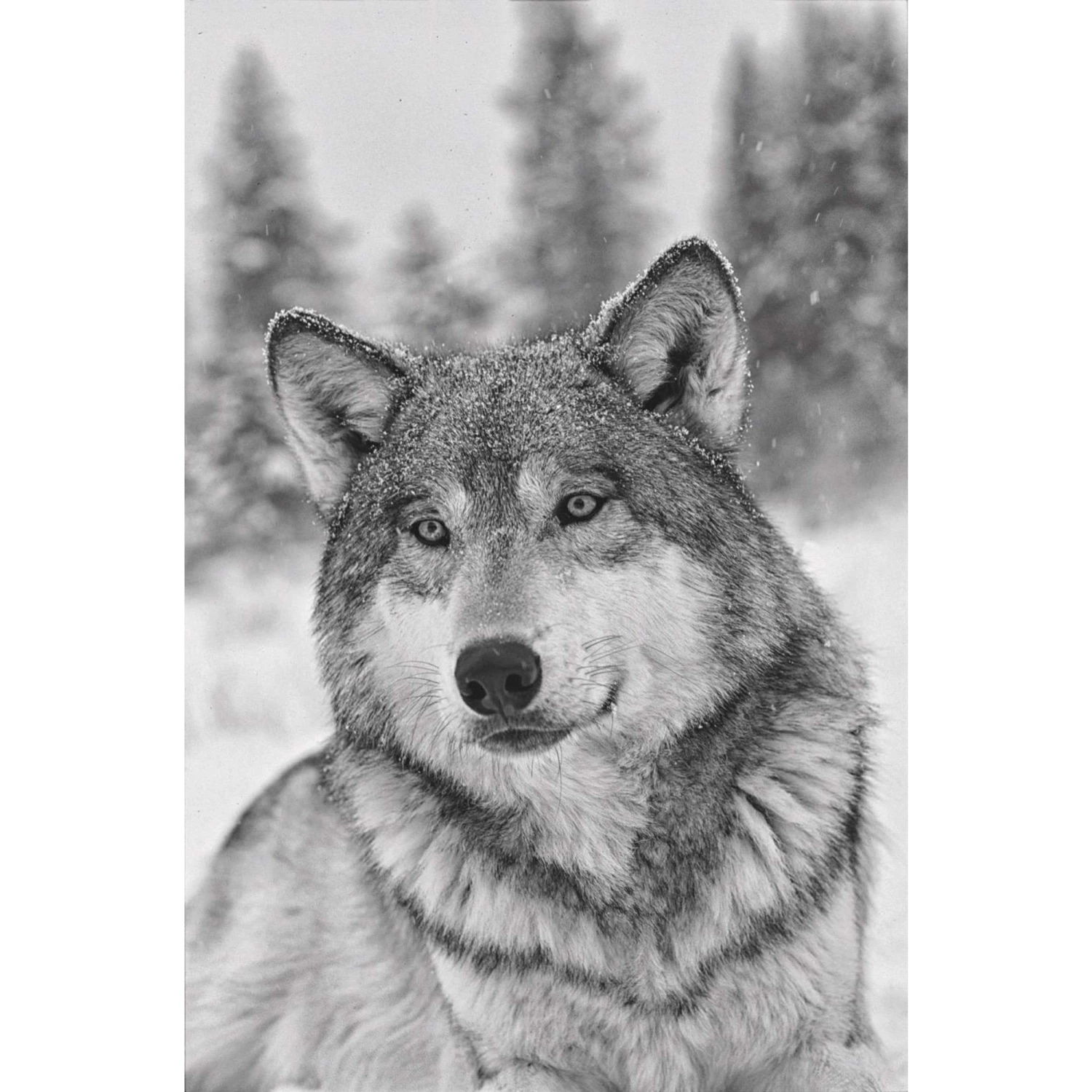 Das Geheime Wissen Der Wölfe - Sachbuch - Image 3