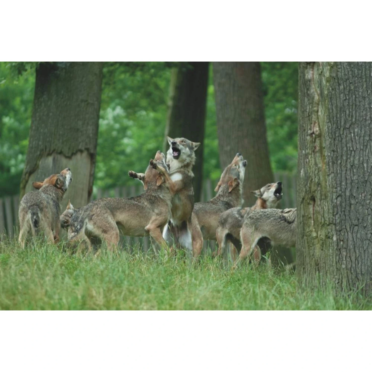 Die Hoffnung Und Der Wolf - Reisetagebuch - Image 3